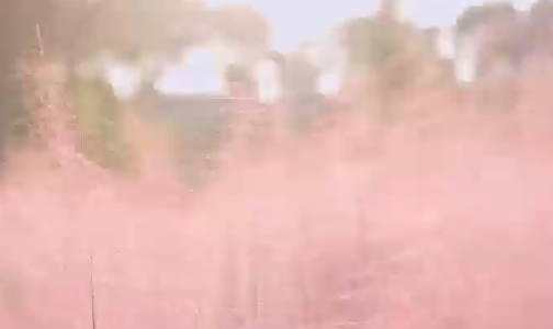 南昌凤凰沟粉黛乱子草迎来观赏期