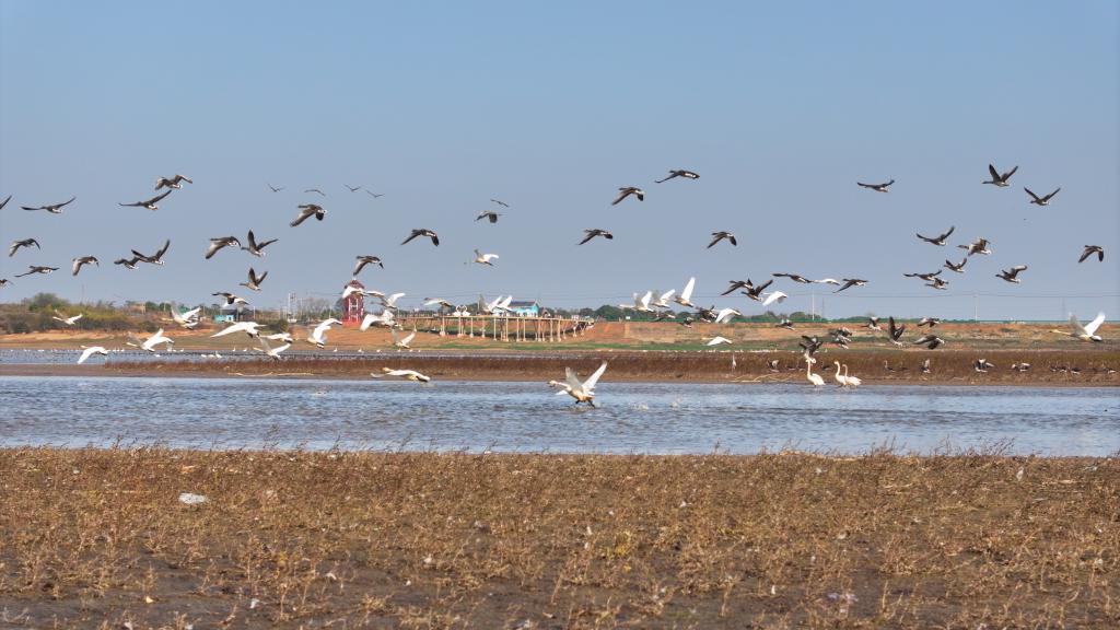 冬日限定！天鹅小镇化身“候鸟乐园”