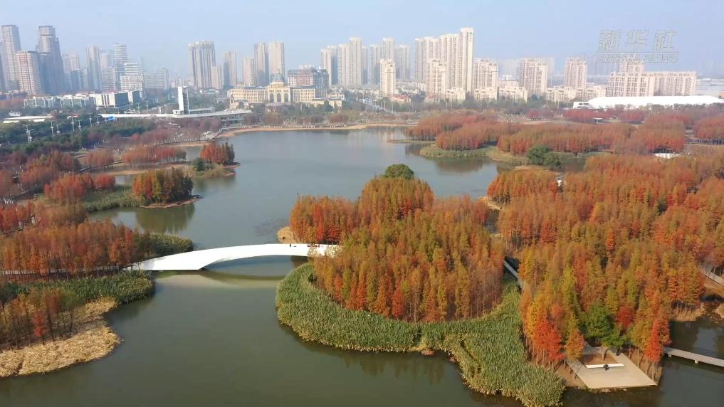 南昌：湿地公园水杉换“红妆”