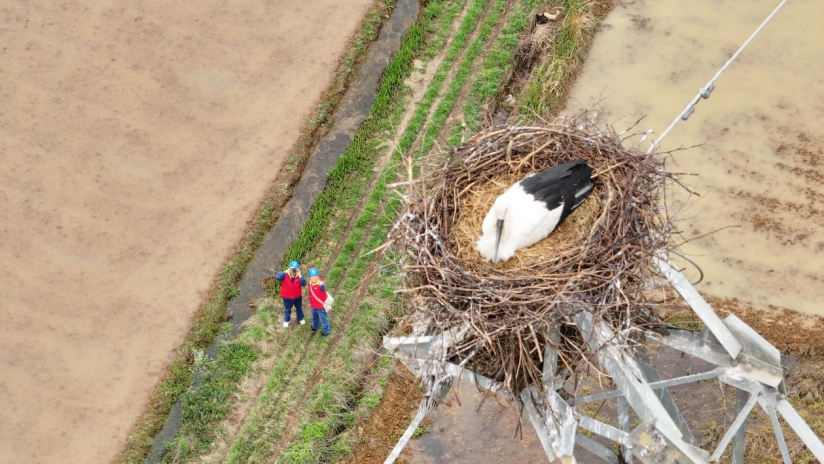 守护“空中精灵” 共筑绿色电网